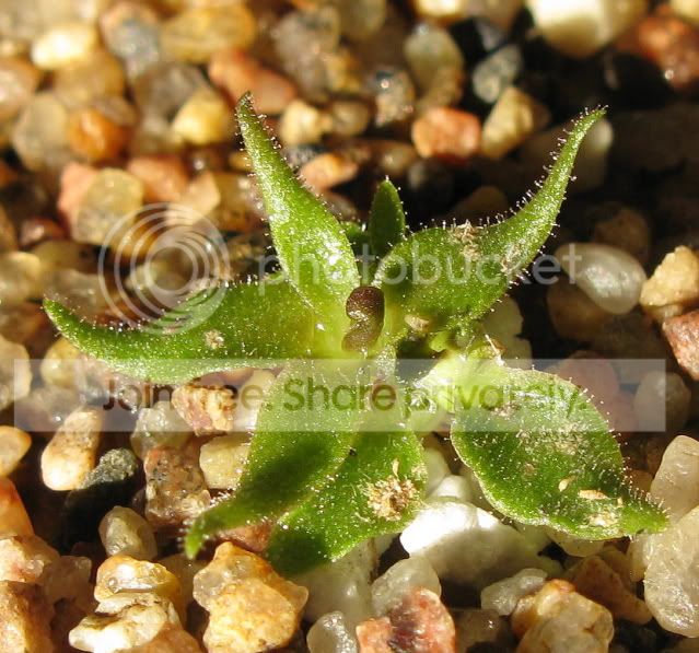 IMG_0119-Pheterophylla.jpg