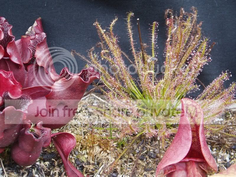 Dxhybrida-fall092609RS.jpg