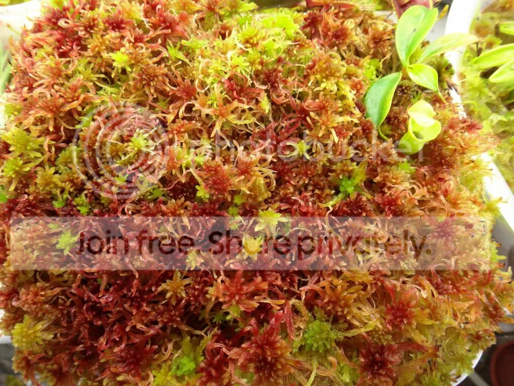 lsm_campanulata_cutting_zpse3c8f7ae.jpg