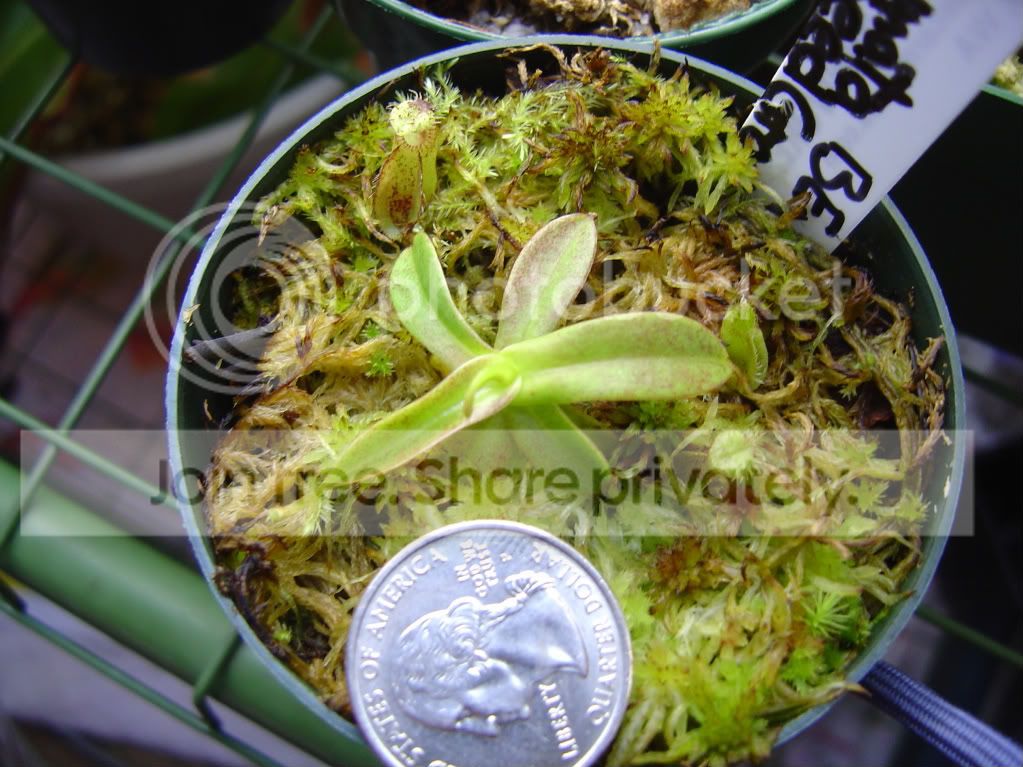 seedgrownHamataraceupdate11-13-0800.jpg