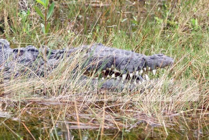 Okee-Everglades1422.jpg