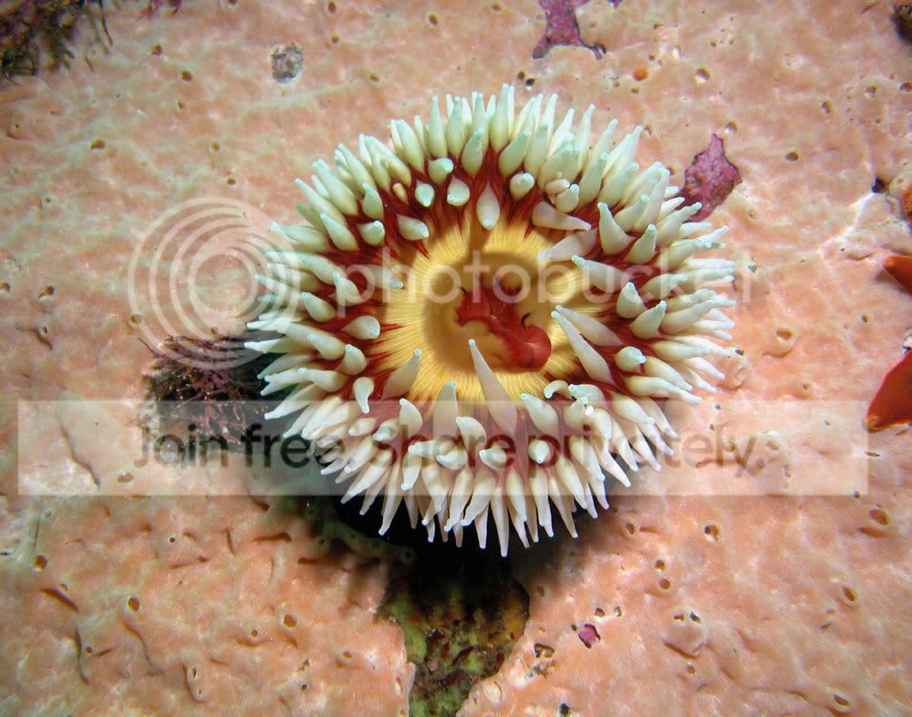 Tealia--Sponges-copy.jpg