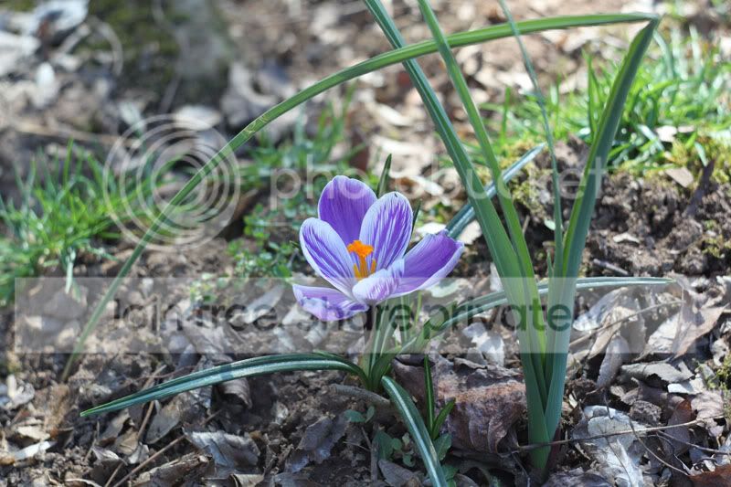 crocus2.jpg