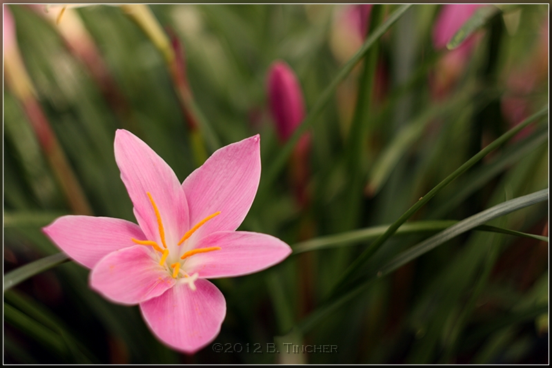 flower.jpg