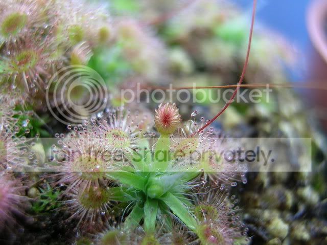 DSCN4688.jpg