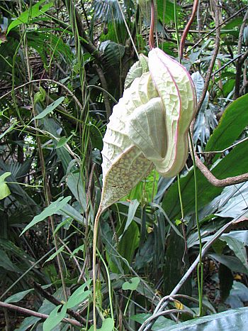 Aristolochia_grandiflora.jpg