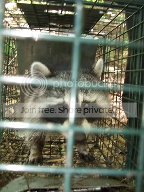 trappedcoon1.jpg