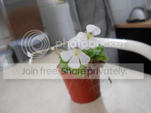 Pesseriana_3-21-13_zps63b062c7.jpg