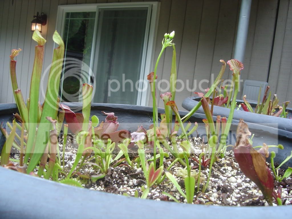CPphotos7-6-08008.jpg