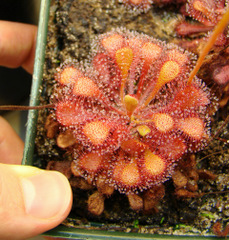 Drosera_collinsiae_Faryland_size_thumb.JPG