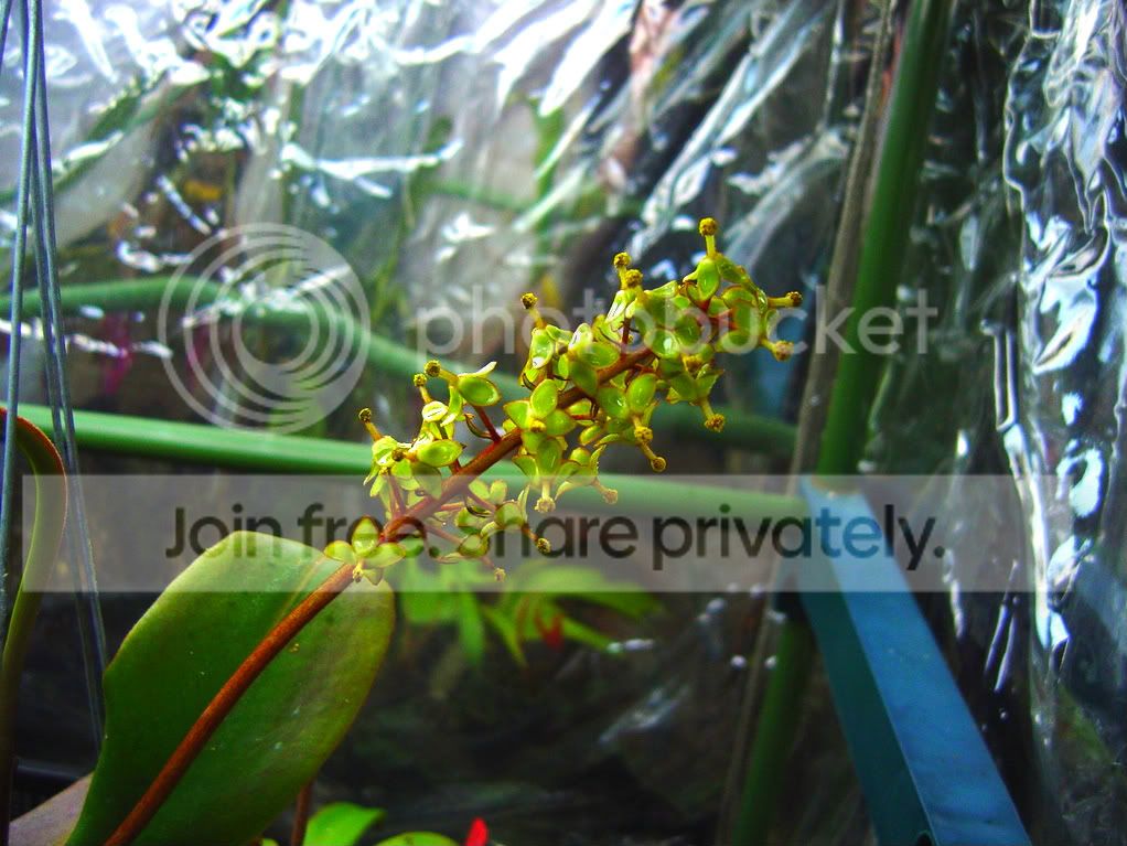 Spectabilis001.jpg