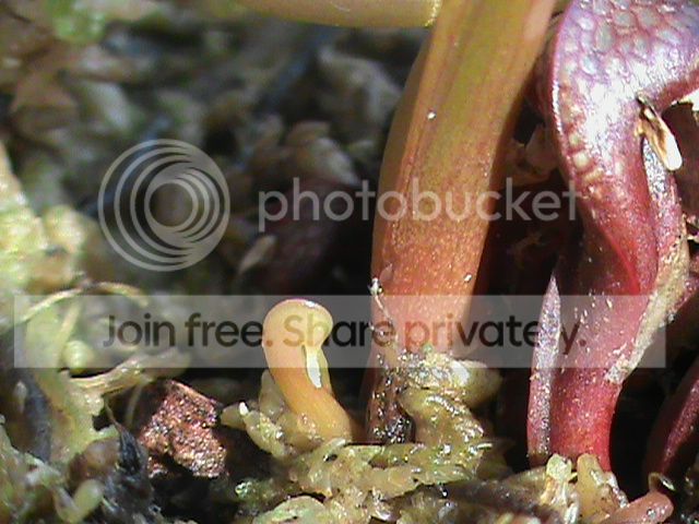 DSC00639_zps598cc1c0.jpg