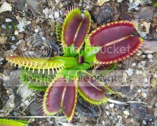 VFT-BigMouthRS.jpg