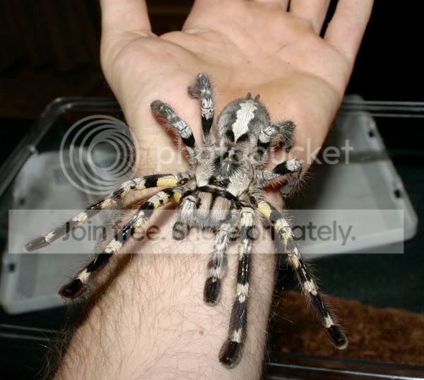 femaleregalis2.jpg