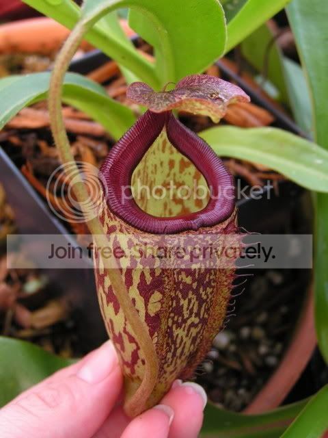 ExoticLadyMaximaxTalangSunbellesPic.jpg