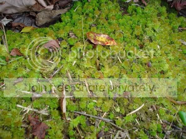 Sphagnum.jpg