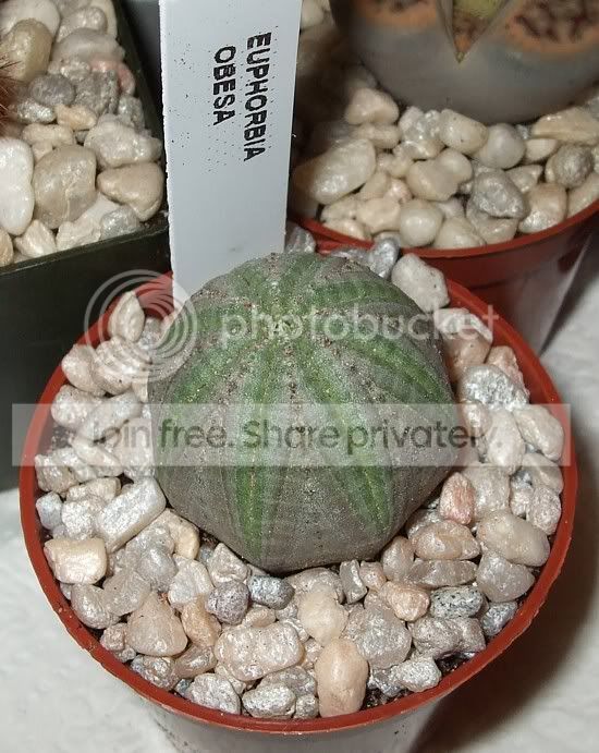 newcactisucculents003.jpg