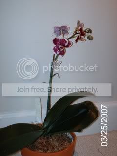 harlequinphalaenopsis000.jpg