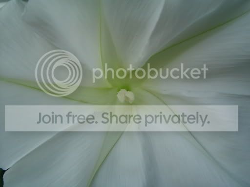 moonflower05_desktop.jpg