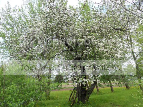 appletree_5-18-11.jpg