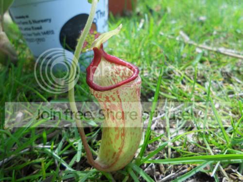 Nredleopard_5-3-12.jpg