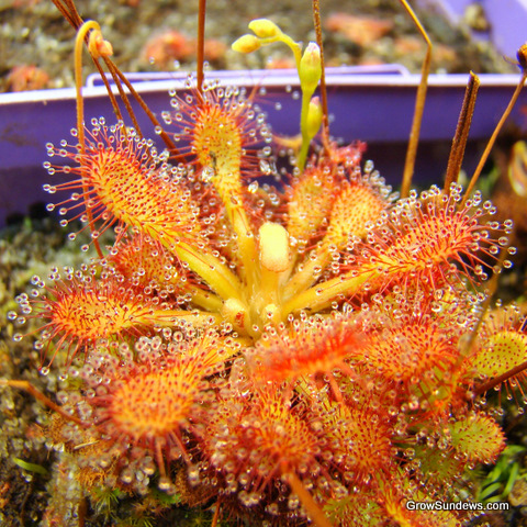 typical_orange_Drosera_capillaris_post.JPG