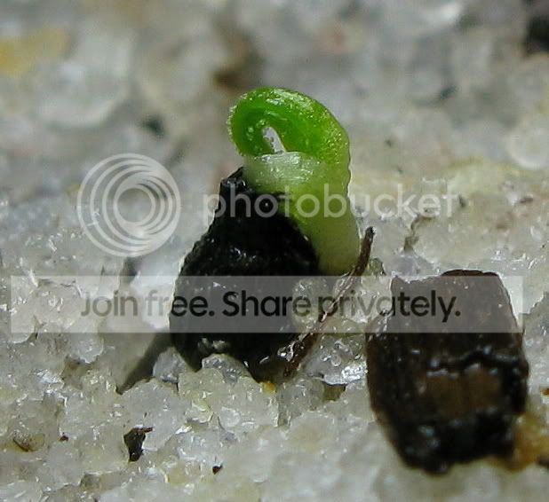 IMG_0966-Drosophyllum.jpg
