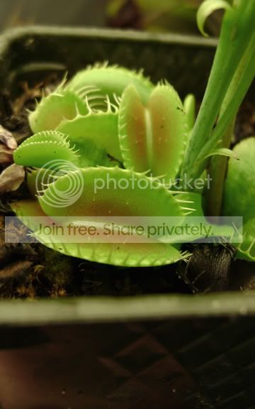 vft.jpg
