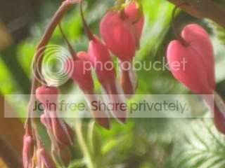 Spring2009020.jpg