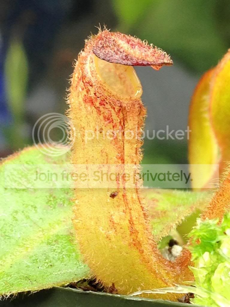 image_zpse6a16602.jpg