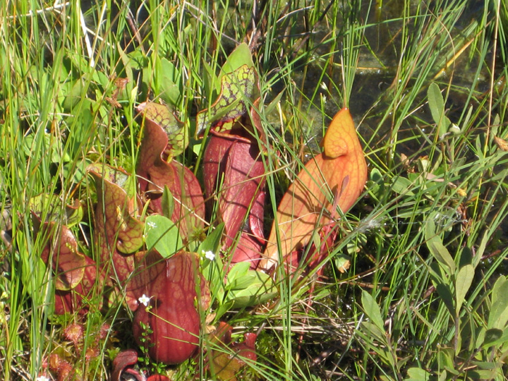 rosette.jpg