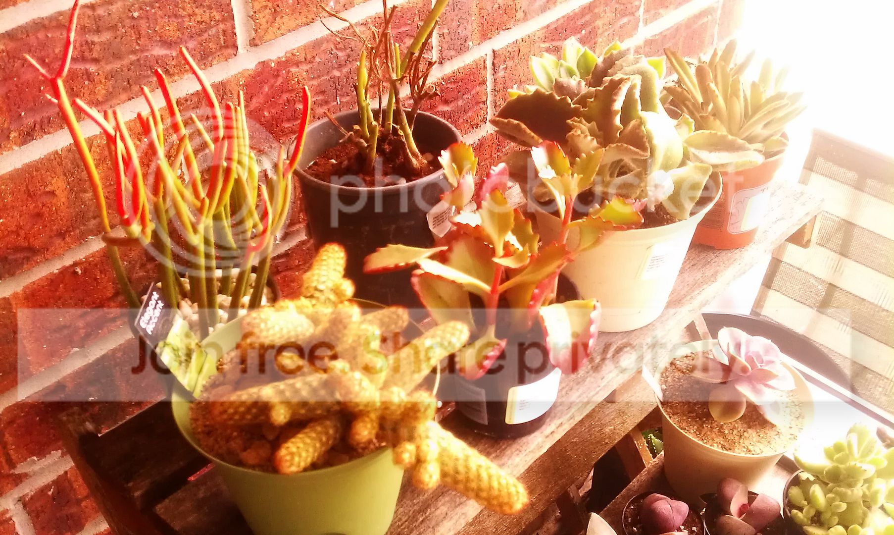 IMAG0272_zps247d1e12.jpg
