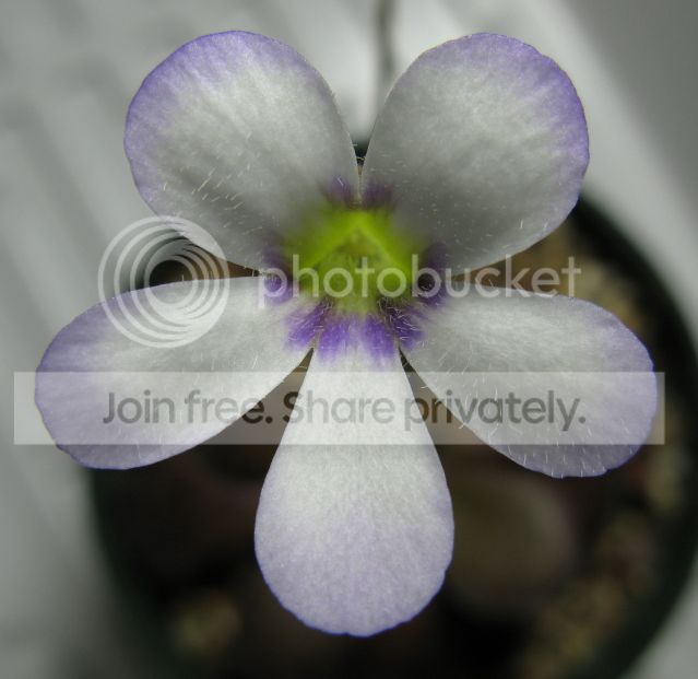 IMG_2169-P-agnata-flower-Dec-6-2012.jpg