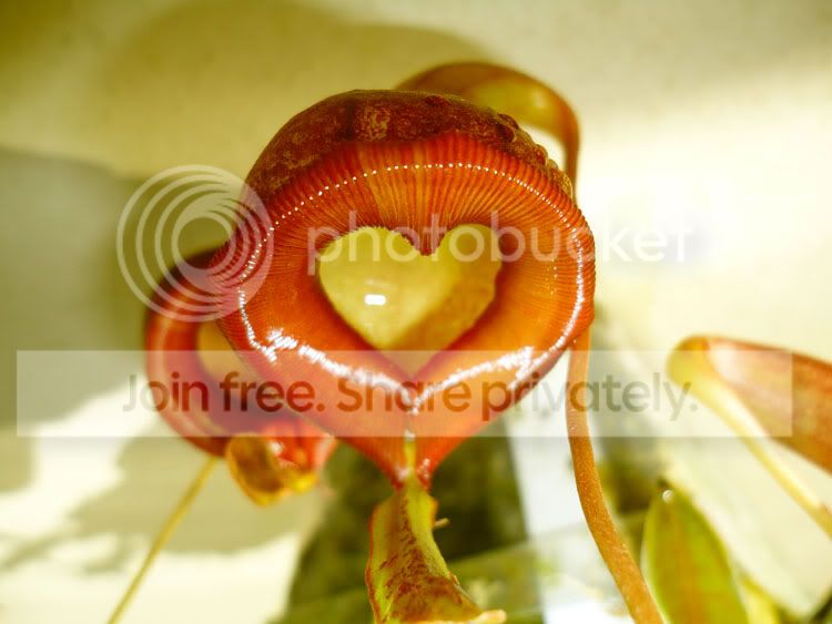 Nepenthes-jamban-03-13-11-01.jpg