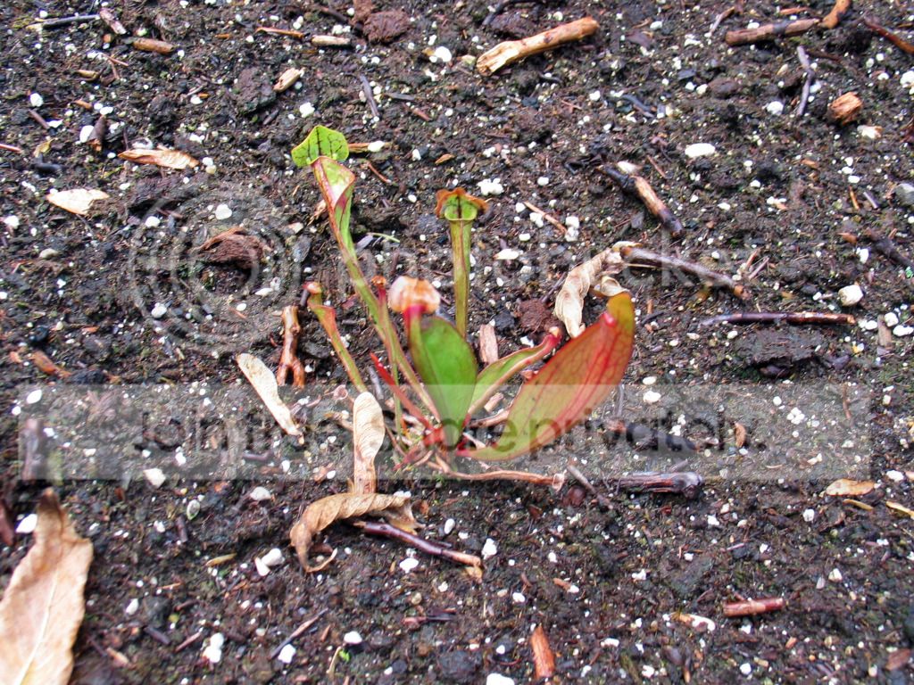 IMG_3050_zps7d9f0581.jpg