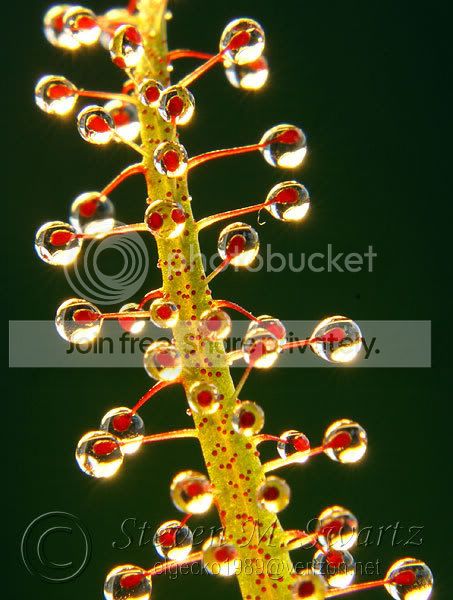 macro-CPs-012.jpg