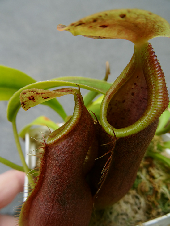 nepenthes-naga-01.jpg