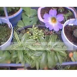 PINGUICULAPRIMULIFLORAFLOWER3.jpg
