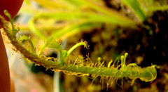 Graminifolia_top_leaf_thumb.JPG