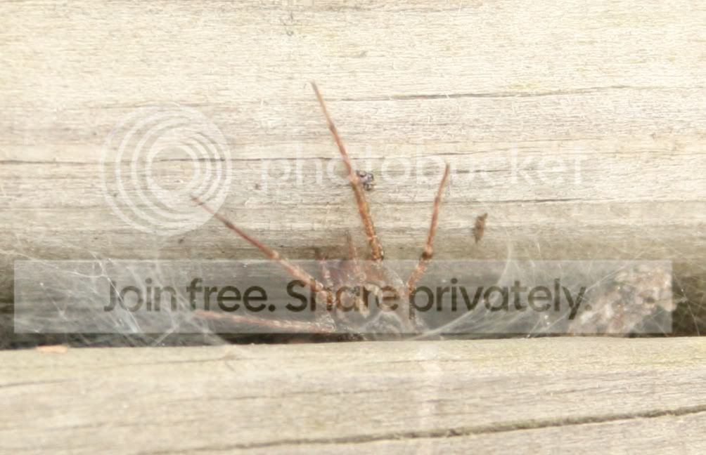 funnelweb2.jpg