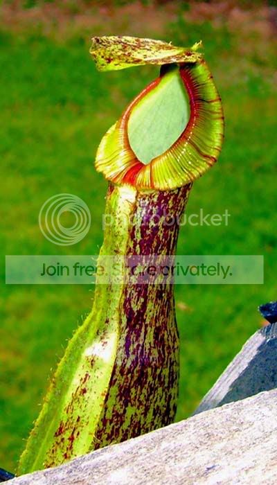 echinostoma.jpg