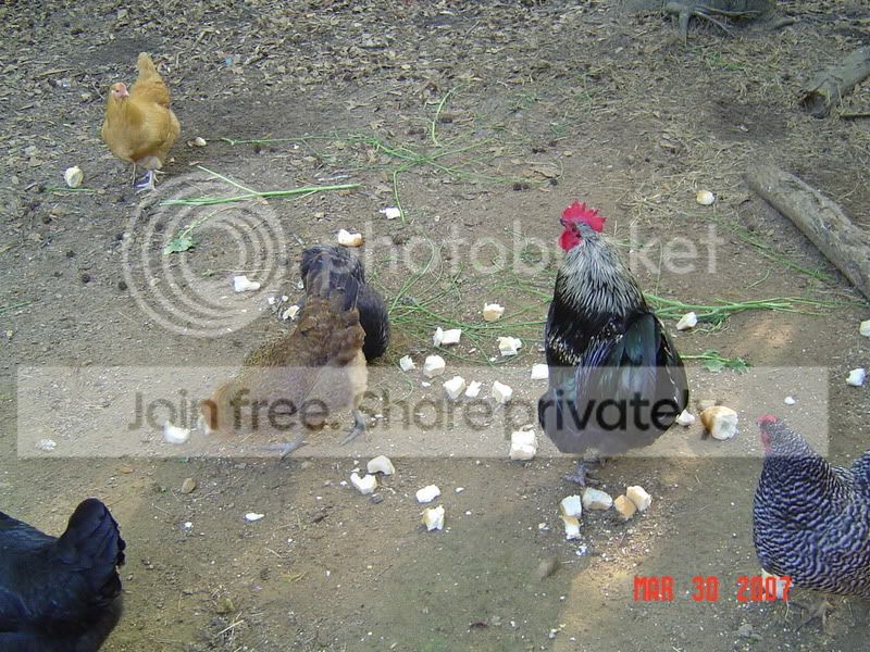 plantsandchickens019.jpg