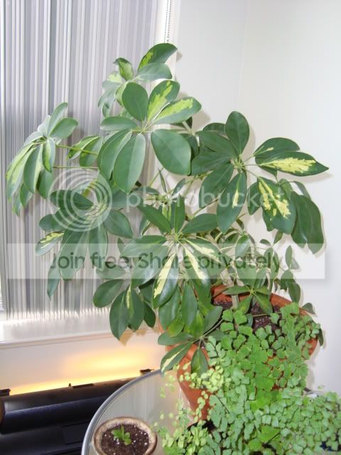 DSC00060.jpg