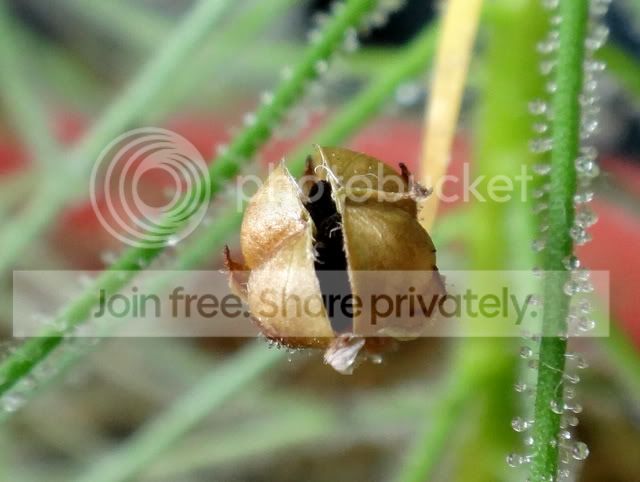 byblis_aquatica_fruit.jpg