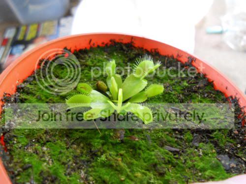 flytrap_3-18-11.jpg