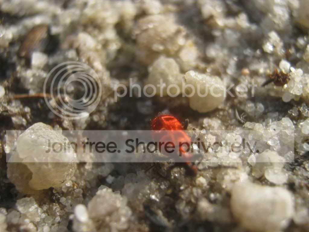 IMG_4705_zps84f0d129.jpg