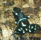 D_Auratus3_CM_s.jpg