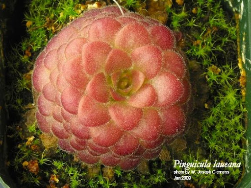 P_laueana_web.jpg