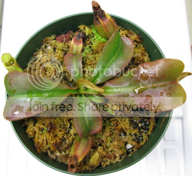 IMG_2273-N-veitchii-seedling.jpg