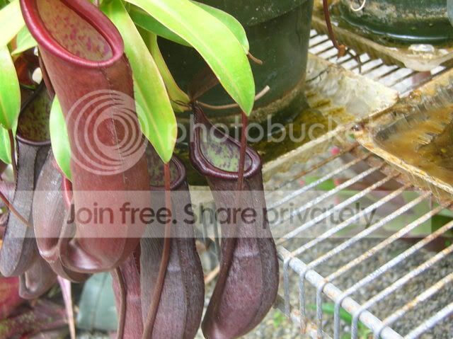 DSCN4348.jpg
